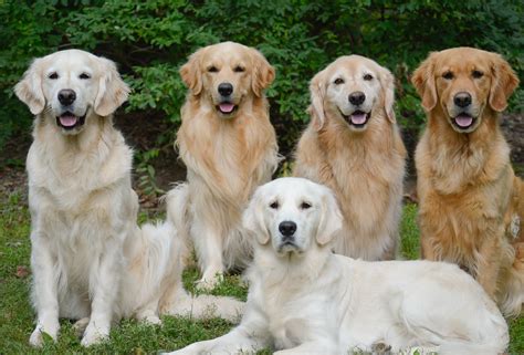 rare golden retrievers